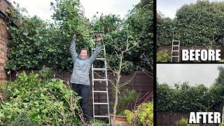 Cutting Back My Overgrown Ivy Hedge