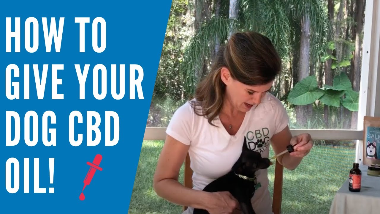 Administering CBD Dog Health Oils