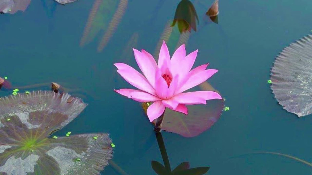The Dhammapada: 320 - The Majority Are Undisciplined The Dhammapada: 320 - The Majority Are Undisciplined