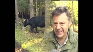 Skogsbete by Mats Harrysson 1,926 views 2 years ago 3 minutes, 57 seconds