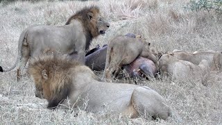 Vuyela Male Lions & Sark Breakaway Lionesses with Cubs Feeding on a Huge Hippo Ep 172