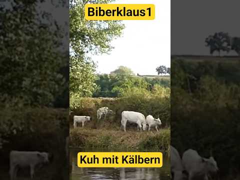 Weiße Kuh mit Kälber. #Kühe #Kuh Kalb #Kälber