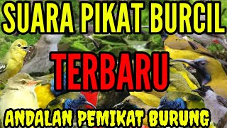 suara pikat BURCIL ribut terbukti ampuh durasi panjang || andalan pemikat burung