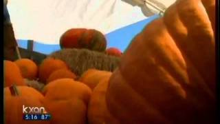KXAN-Pumpkin Patches Hit by Drought