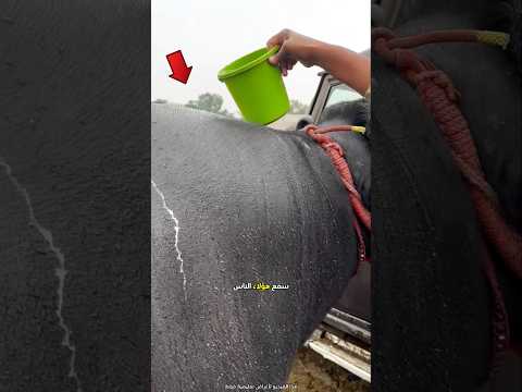 اعتنوا جيدا بالجاموس ليرفعوا سعره 