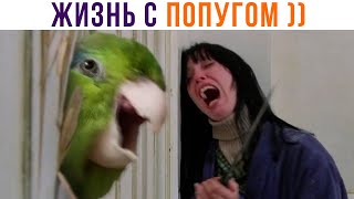 Приколы с попугаями. ТИПИЧНЫЙ ПОПУГ))) Приколы | Мемозг 889