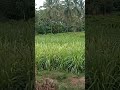 Vayalveli  samba nathu  nature loveshorts