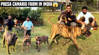 India’s Biggest Friendly PRESA CANARIO Farm in Noida😱