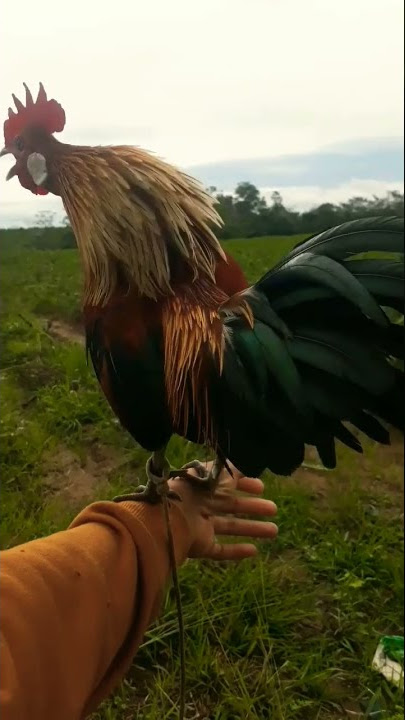 kokok ayam hutan