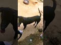 wakt ka parinda dog funny short video #shorts #shortsfeed 🐕‍🦺🐕‍🦺#shortsvideo #reels 🐕‍🦺🐕‍🦺🐕‍🦺