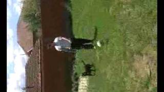 Pitbull Terrier Podujev