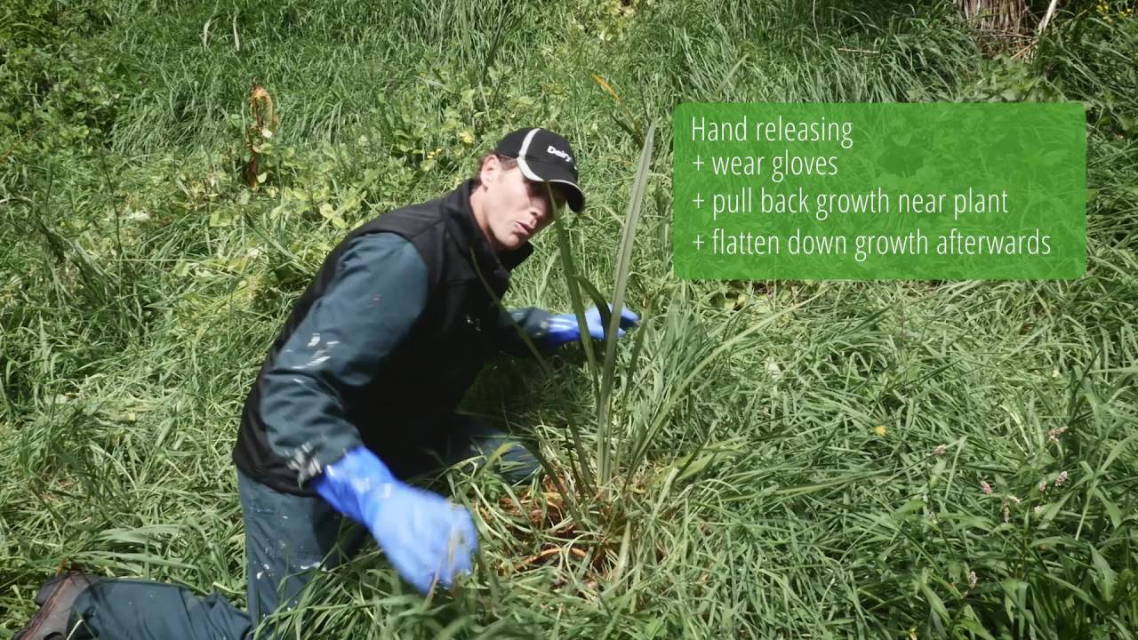 Three plant releasing techniques to make your riparian planting a success - Dairy NZ