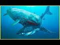 A baleia mais mortal que já viveu - Levyathan Melvillei!!