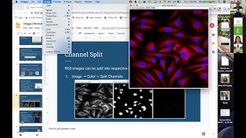 BMES   Channel splitting in ImageJ