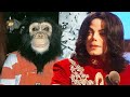 Michael Jackson Pet Where is Bubbles the chimpanzee now?