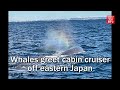 Whales greet cabin cruiser off eastern Japan