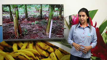Como fazer um bom plantio de banana da terra?