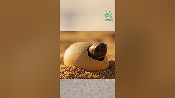 🐢✨ เต่าแรกเกิด #funnyturtle #turtloop #animation #shorts  #loopvideo