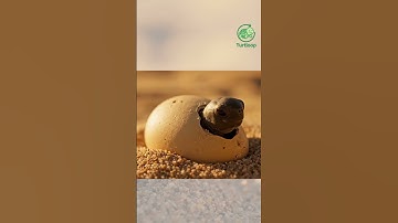 🐢✨ เต่าแรกเกิด #funnyturtle #turtloop #animation #shorts  #loopvideo