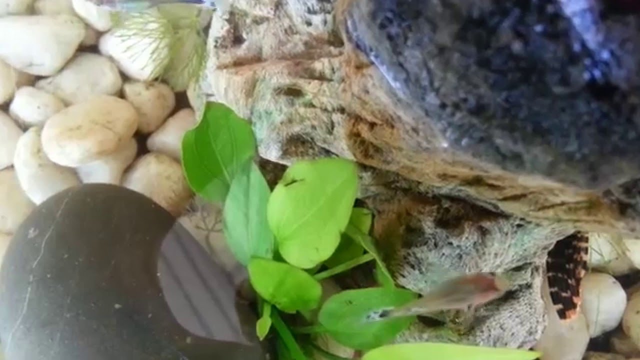 Mini Fish Bowl Guppy YouTube
