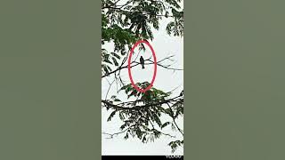 Burung Sri gunting Betina