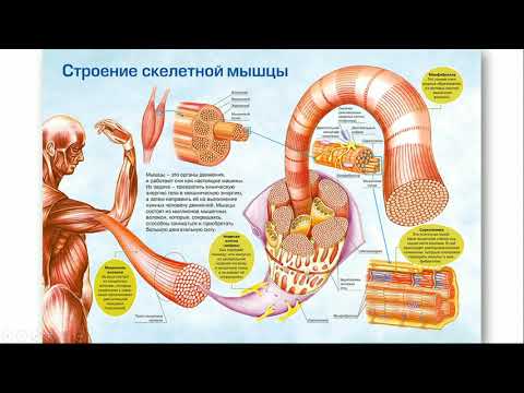 Рефлексы спинного мозга Иброхимов ОЛД206