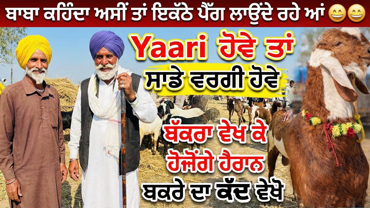 ਬੱਕਰੀਆਂ ਚਾਰ ਕੇ ਪੈਗ ਇੱਕਠੇ ਲਗਾਉਦੇ ਬਾਬੇ ਪੁਰਾਣੀ ਯਾਰੀ ਕਹਿੰਦੇ ਸਾਡੀ #bakrimandipunjab 