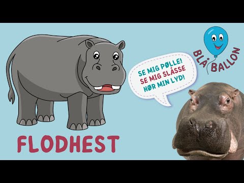 Video: Hvorfor kaldes flodhesten 