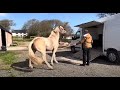 Why wont this horse go into the trailer!