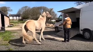 Why wont this horse go into the trailer!