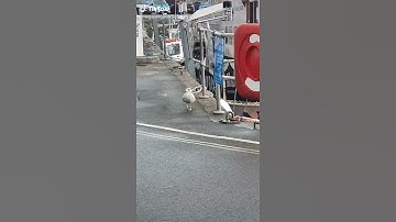 Thumbnail of The Seagull Song