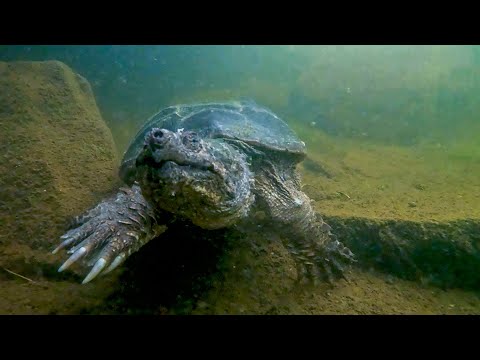 Giant Snapping Turtle Up Close - Underwater Dragon