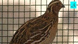 Cukup 3 menit!!! Burung Puyuh bakal buka paruh dan gacor