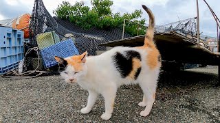 背中にハートマークを持つ三毛猫、控えめに甘えてくる
