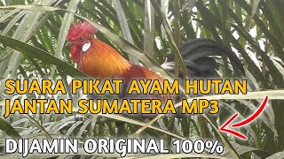 suara pikat ayam hutan jantan sumatera