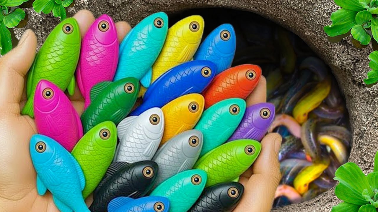 Catch beautiful aquarium fish in small pond baby turtles, pencil fish, guppies blu, tadpole, toad.