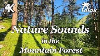 Relaxing Mountain Forest Sounds early In The Morning