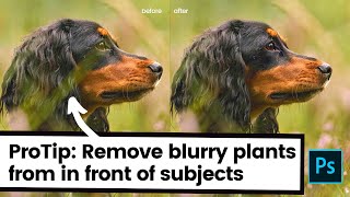 How To Remove Stuff IN FRONT of Subjects in Photoshop | Sneaky Little Hack for Foreground Foliage