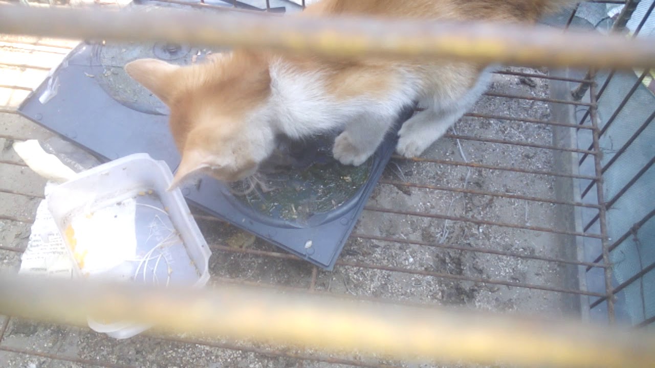 cat eat mouse . cat eat mouse /1 YouTube