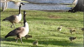 Eating and activities on land | Canada geese goslings 2024