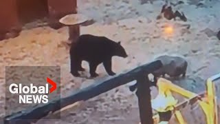 Pig charges bear and defends her farm in encounter caught on video