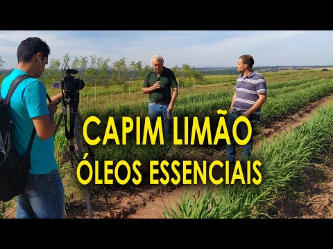 Vídeo: Dicas Para O Cultivo De Capim-limão