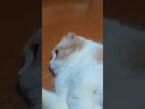 イケメン猫がかわいいアピールしてきた #スコティッシュフォールド #shorts