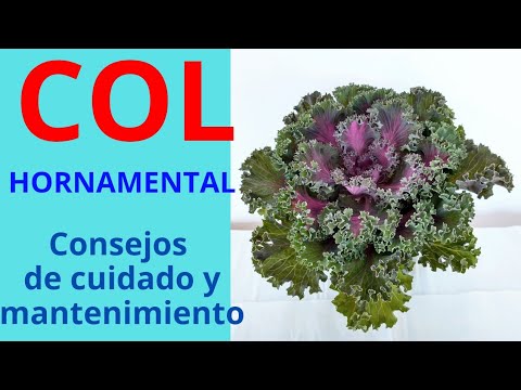 Vídeo: Col Ornamental En Parterres