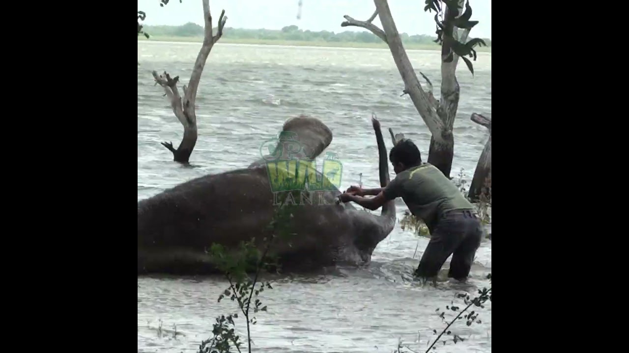 Rare Moment: Treating an Elephant Sleeping in a Lake | Injured elephant | Rescue elephant 