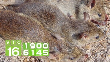 Một ngày bắt chuột của nông dân Phú Xuyên | VTC16