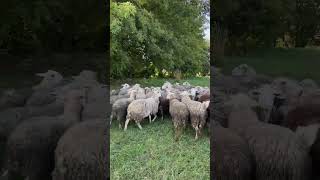 Отара овець #travel #ukraine #hike #nature #forest #sheep#sheepfarming