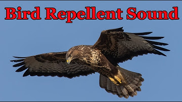 Bird Repellent Sound 🦅 Buzzard voice - 3 hours