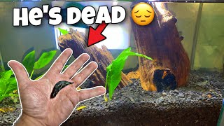 I Had To Euthanize My Betta Fish (Emotional)