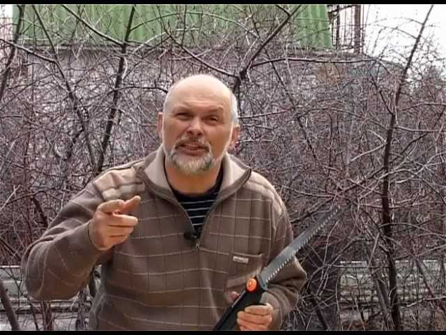 Обрезка весенняя